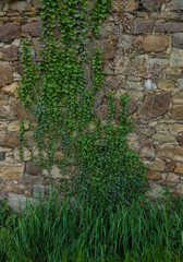 The old ruined stone wall and green ivy