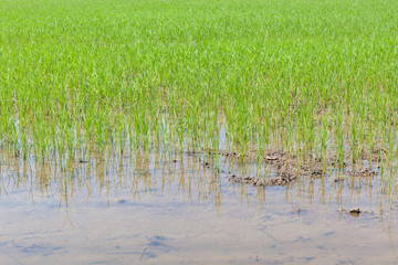 Obraz premium Young rice sprouts are growing in countryside farming, cultivati
