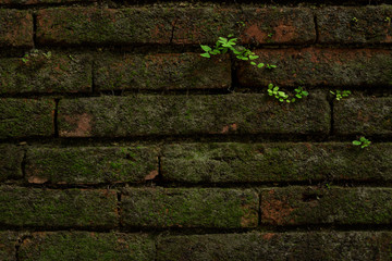 The old brick wall with plant background