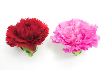 Beautiful red and pink carnation.