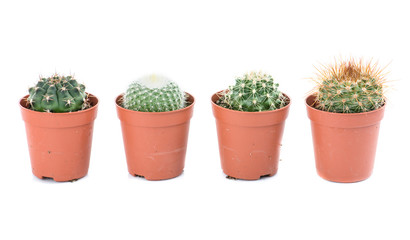 Set cactus, succulent plants in pot, isolated on white. Interior