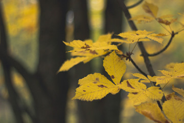 Yellow autumn leaves