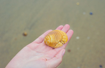 Person hand fingers holding collecting sea ocean shell beach sand water foam background