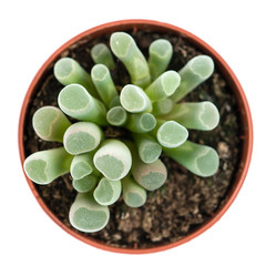 Cactus top view close-up, isolated on white