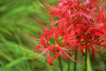 Naklejka na ściany i meble Lycoris radiata / The flower which blooms by all means in the middle of September.