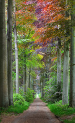 Fototapety  Chodnik w zielonym wiosennym lesie bukowym w Leuven, Belgia