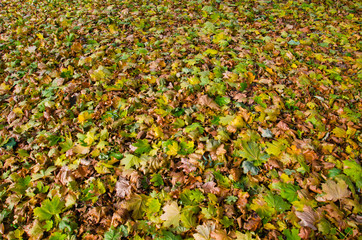 Autumnal background of colored maple leaves
