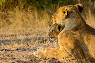 Lioness and Cub, Sabi Sand Game Reserve, South Africa