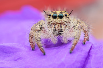 Super macro female Hyllus diardi or Jumping spider on purple Ruellia tuberosa