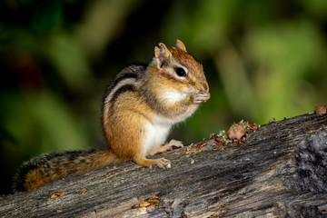 Naklejka na ściany i meble Eastern Chipmunk - Tamias striatus, sitting on a fallen tree, eating a meal.
