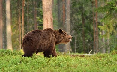 Obraz na płótnie Canvas European Brown Bear