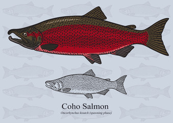Fototapeta premium Coho Salmon (Spawning phase). Vector illustration for artwork in small sizes. Suitable for graphic and packaging design, educational examples, web, etc.
