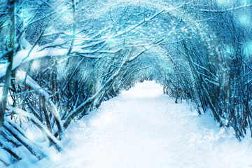 Path  in the winter forest