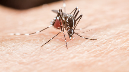 mosquito, malaria, influenza