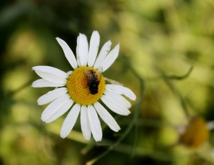 Flower and Fly: white daisy with flye on it, wonderfaul summer time