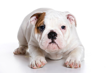 Obraz na płótnie Canvas Funny bulldog puppy (isolated on white)