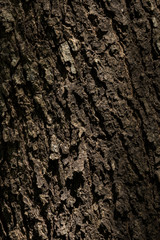 Wooden bark texture