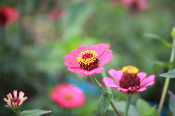 Obraz premium flower