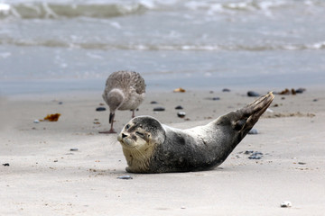 Junge Kegelrobbe und Möwe