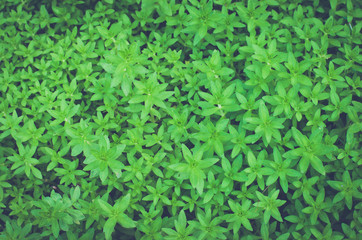 Naklejka premium thailand herb. rosemary thailand. group of green herbal texture background.