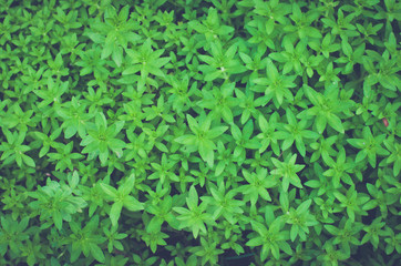 thailand herb. rosemary thailand. group of green herbal texture background.