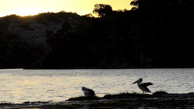 Pelicans waking up on a small island on the Moore River, near Guilderton, Western Australia, with the sun setting in the background.