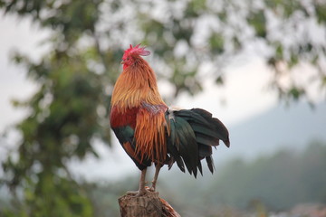 rooster