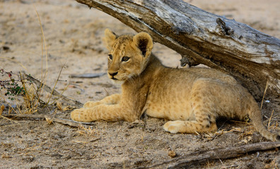 A young lion cub, Sabi Sands Game Reserve, South Africa