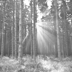 Sunbeams among trees and branches in forest in black and white