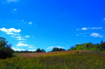 Fototapeta na wymiar Kentucky Meadow