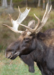 Bull moose poses in the forest in Canada