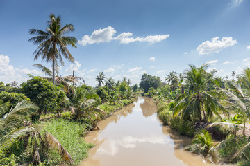Landscape coconut trees with water canal in natural countryside.