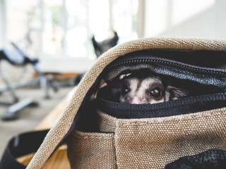 Sugar glider sneaks out of the bag.