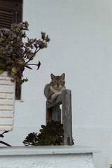 Katze auf Balken in Samos, Griechenland