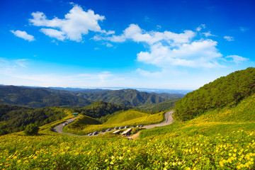 Fototapeta na wymiar The road to the field of yellow Mexican Sunflower Weed on the mountain,Mae Hong Son Province,Thailand. pang ung, pinging, Chiang Mai, pai, flower