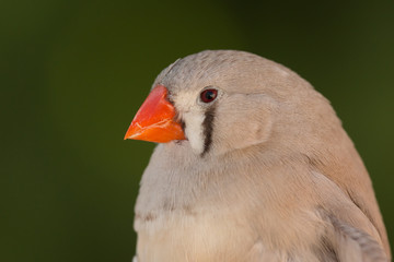 Beautiful colored bird