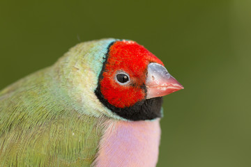 Beautiful colored bird