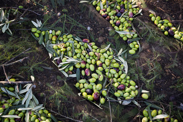 raccolta olive verdi