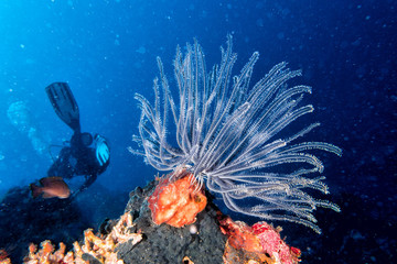 crinoid underwater while diving
