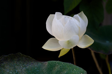 White lotus flower, blossoming in the pool on dark night