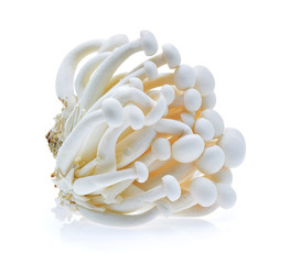 Shimeji mushroom, White beech mushrooms (Edible mushroom) isolat