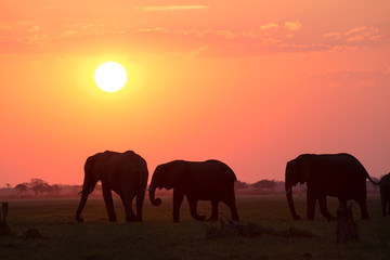 Fototapeta na wymiar Elephants in Moremi National Park - Botswana