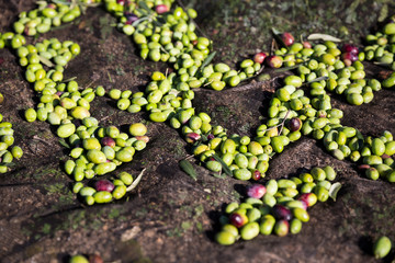 raccolta olive verdi