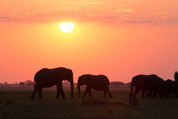 Obraz na płótnie Canvas Elephants in Chobe National Park - Botswana