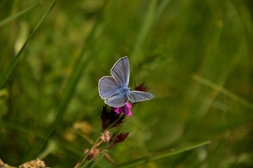 common blue (Polyommatus icarus)
