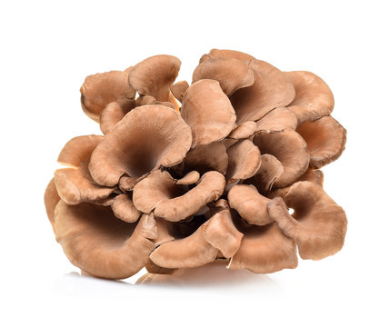 maitake mushrooms on white background