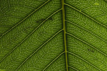 The surface of the leaf