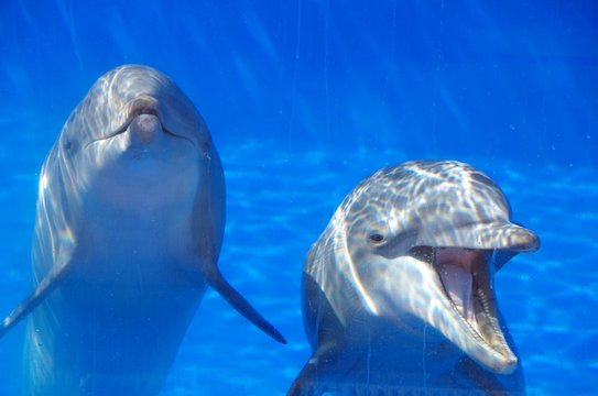 two dolphins at a table in a blue pool