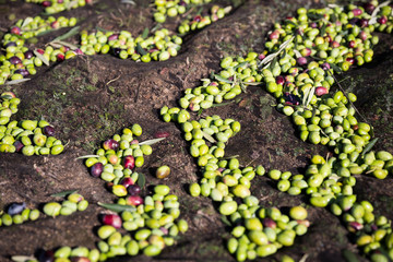 raccolta olive verdi