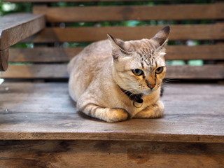 Thai Cat brown color on the wooden bench.
